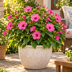 Rose 4 O'Clock Mirabilis jalapa with fragrant rose-pink trumpet-shaped flowers – summer flower seeds for pots grow bags and garden beds in Pakistan