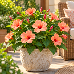 Salmon 4 O'Clock Mirabilis jalapa with fragrant salmon-pink trumpet-shaped flowers – summer flower seeds for pots grow bags and garden beds in Pakistan