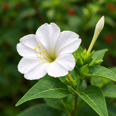 White 4 O'Clock Mirabilis jalapa with fragrant trumpet-shaped white flowers – summer flower seeds for pots grow bags and garden beds in Pakistan