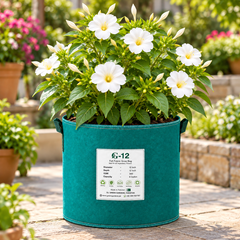 White 4 O'Clock Mirabilis jalapa with fragrant trumpet-shaped white flowers – summer flower seeds for pots grow bags and garden beds in Pakistan