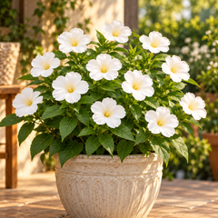 White 4 O'Clock Mirabilis jalapa with fragrant trumpet-shaped white flowers – summer flower seeds for pots grow bags and garden beds in Pakistan