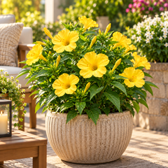 Yellow 4 O'Clock Mirabilis jalapa with fragrant trumpet-shaped yellow flowers – summer flower seeds for pots grow bags and garden beds in Pakistan