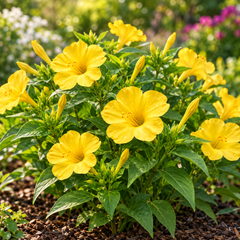 Yellow 4 O'Clock Mirabilis jalapa with fragrant trumpet-shaped yellow flowers – summer flower seeds for pots grow bags and garden beds in Pakistan