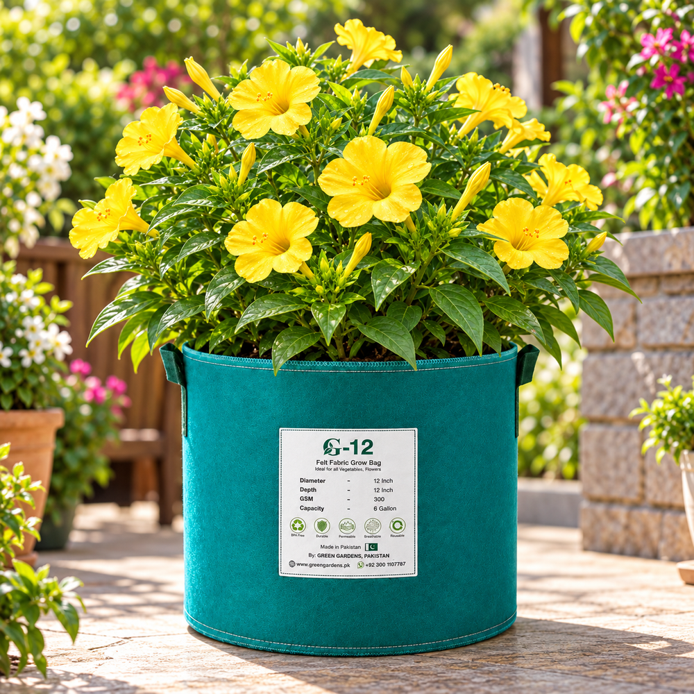Yellow 4 O'Clock Mirabilis jalapa with fragrant trumpet-shaped yellow flowers – summer flower seeds for pots grow bags and garden beds in Pakistan