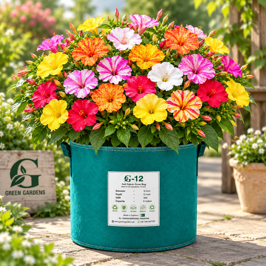 4 O' Clock Bicolour (Mirabilis Jalapa) Seeds - {SUMMER} گلِ عباسی