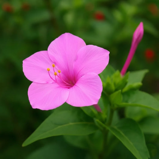 4′ O Clock, Mirabilis Jalapa Seeds (Rose) گلِ عباسی