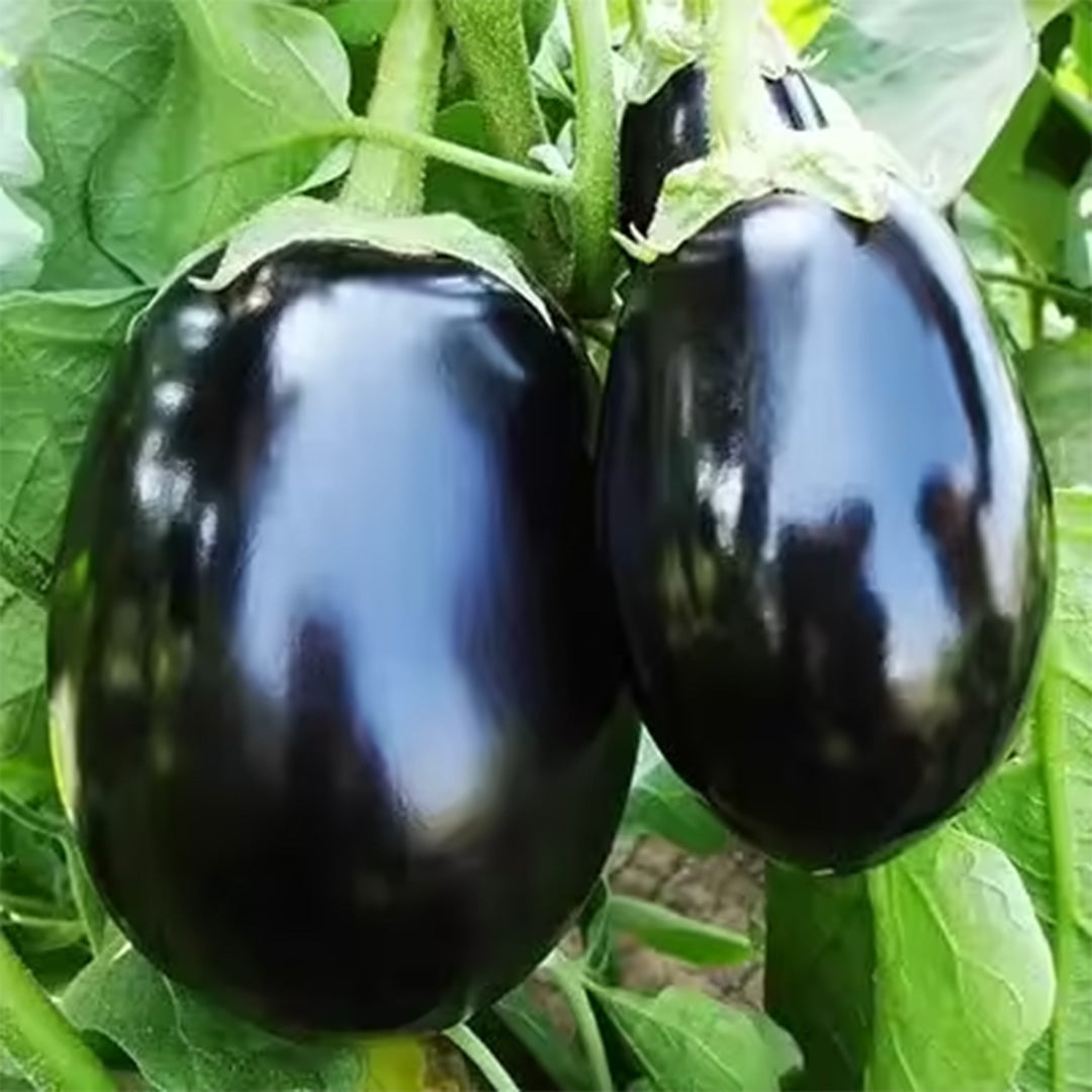 Brinjal Seeds _ F1 Hybrid (Round) {WINTER} بینگن گول