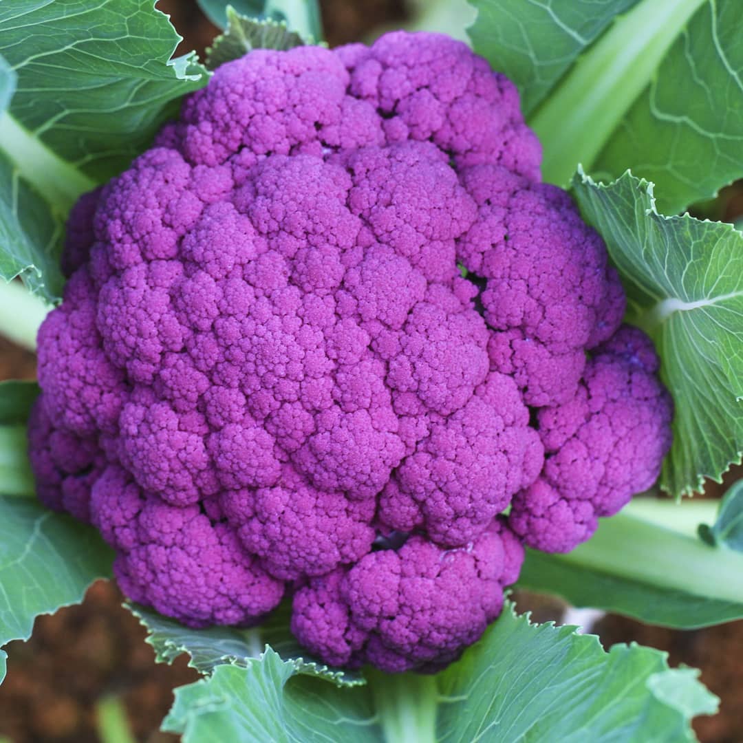 Cauliflower Seeds (Purple) {WINTER}  پھول گوبھی پرپل