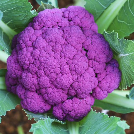 Cauliflower Seeds (Purple) {WINTER} پھول گوبھی پرپل