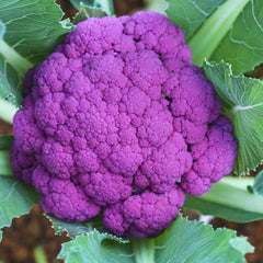 Cauliflower Seeds (Purple) {WINTER}  پھول گوبھی پرپل
