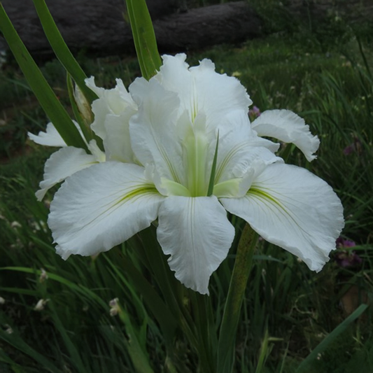 Louisiana Iris Rhizomes Bulb – White (WINTER)