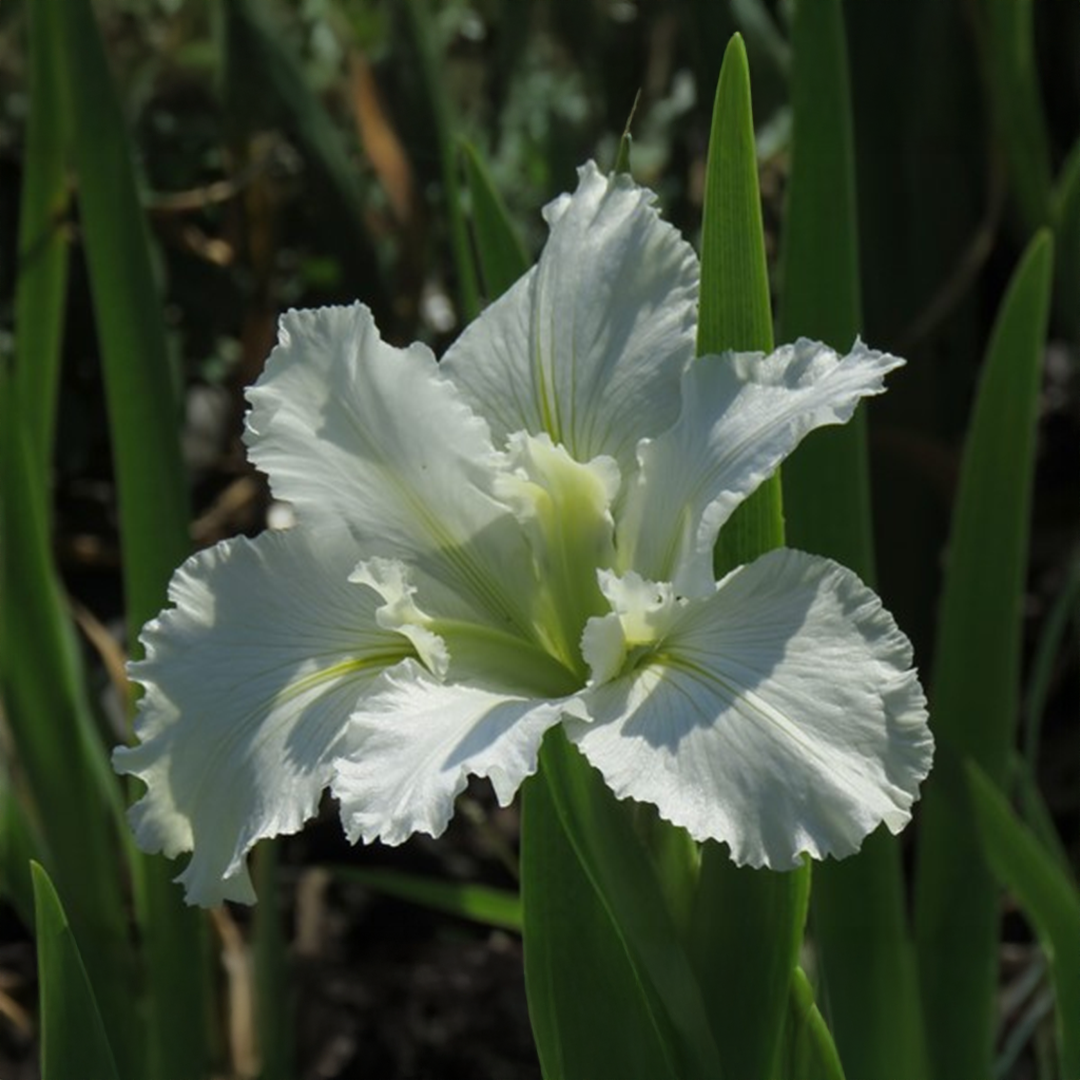 Louisiana Iris White – Flower Bulbs  {WINTER}