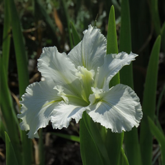 Louisiana Iris White – Flower Bulbs  {WINTER}