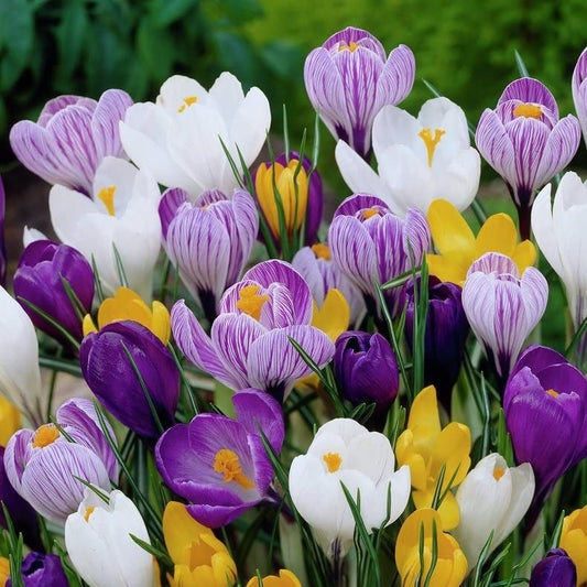 Crocus Bulbs - Mixed (WINTER) {PACK OF 10}