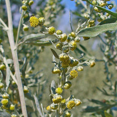 Wormwood - Artemisia Absinthium By Horti Tops®