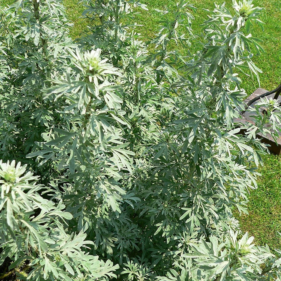 Wormwood - Artemisia Absinthium By Horti Tops®