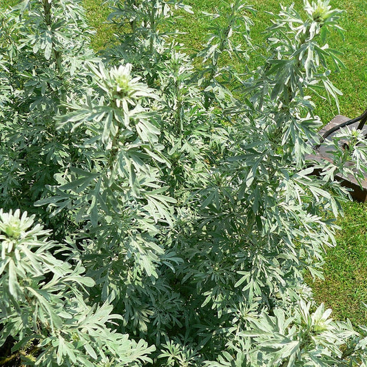 Wormwood - Artemisia Absinthium By Horti Tops®