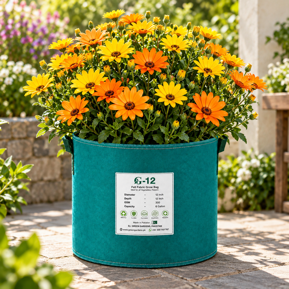 African Daisy Dimore mixed flowers in orange yellow white and pink – winter flower seeds for sunny garden beds borders and grow bags in Pakistan