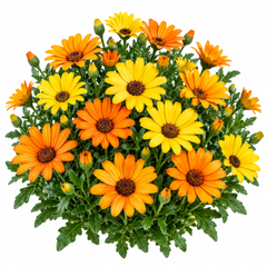 African Daisy Dimore mixed flowers in orange yellow white and pink – winter flower seeds for sunny garden beds borders and grow bags in Pakistan