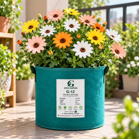 Dimore-African Daisy  mixed flowers in orange yellow white and pink – winter flower seeds for sunny garden beds borders and grow bags in Pakistan