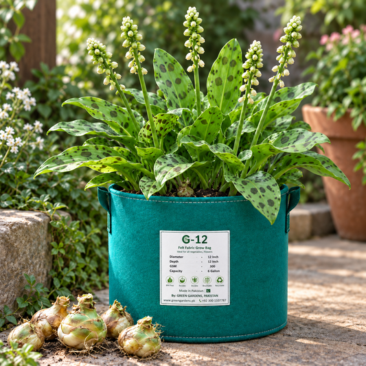 African Hosta Drimiopsis maculata plants with glossy green spotted leaves – ornamental shade-loving bulbs pack of 5 in Pakistan