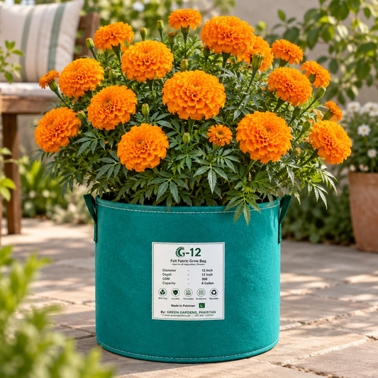 African Marigold Orange Hawaii with large fully double bright-orange flowers – tall Tagetes erecta flowering plants grown from seeds in Pakistan