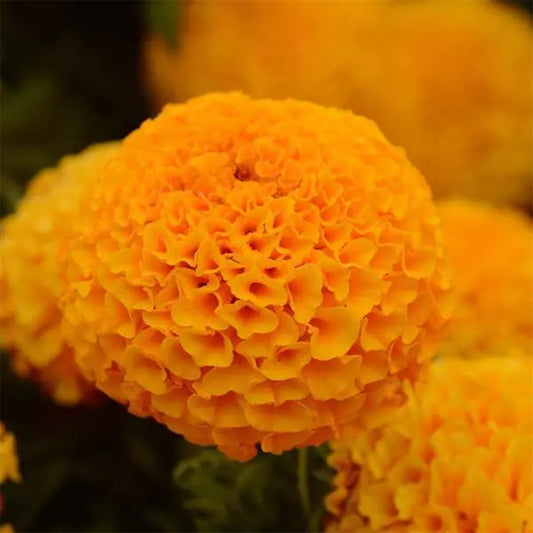 African Marigold Orange Hawaii with large fully double bright-orange flowers – tall Tagetes erecta flowering plants grown from seeds in Pakistan