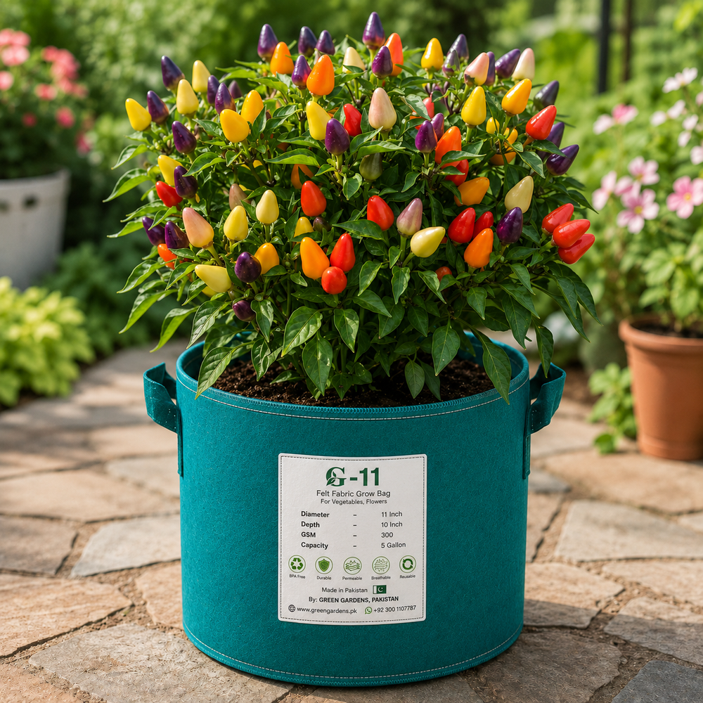 Aladdin ornamental pepper plant with colourful upright purple yellow orange and red fruits – decorative chilli seeds for home gardening in Pakistan