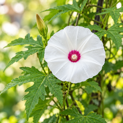 Alamo Vine Merremia dissecta with white trumpet-shaped flowers and deep maroon-purple centres climbing on trellis – summer vine seeds in Pakistan
