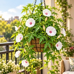 Alamo Vine Merremia dissecta with white trumpet-shaped flowers and deep maroon-purple centres climbing on trellis – summer vine seeds in Pakistan