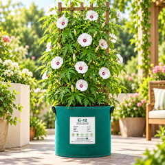 Alamo Vine Merremia dissecta with white trumpet-shaped flowers and deep maroon-purple centres climbing on trellis – summer vine seeds in Pakistan