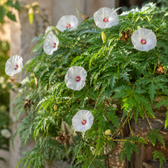 Alamo Vine Seeds