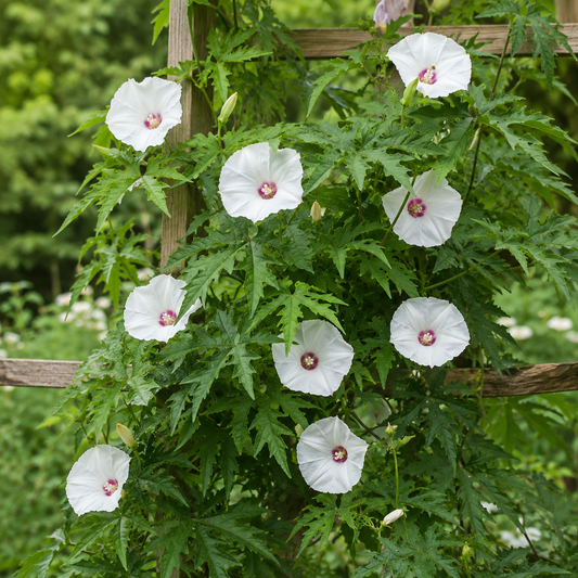 Alamo Vine Seeds