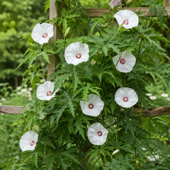 Alamo Vine Seeds