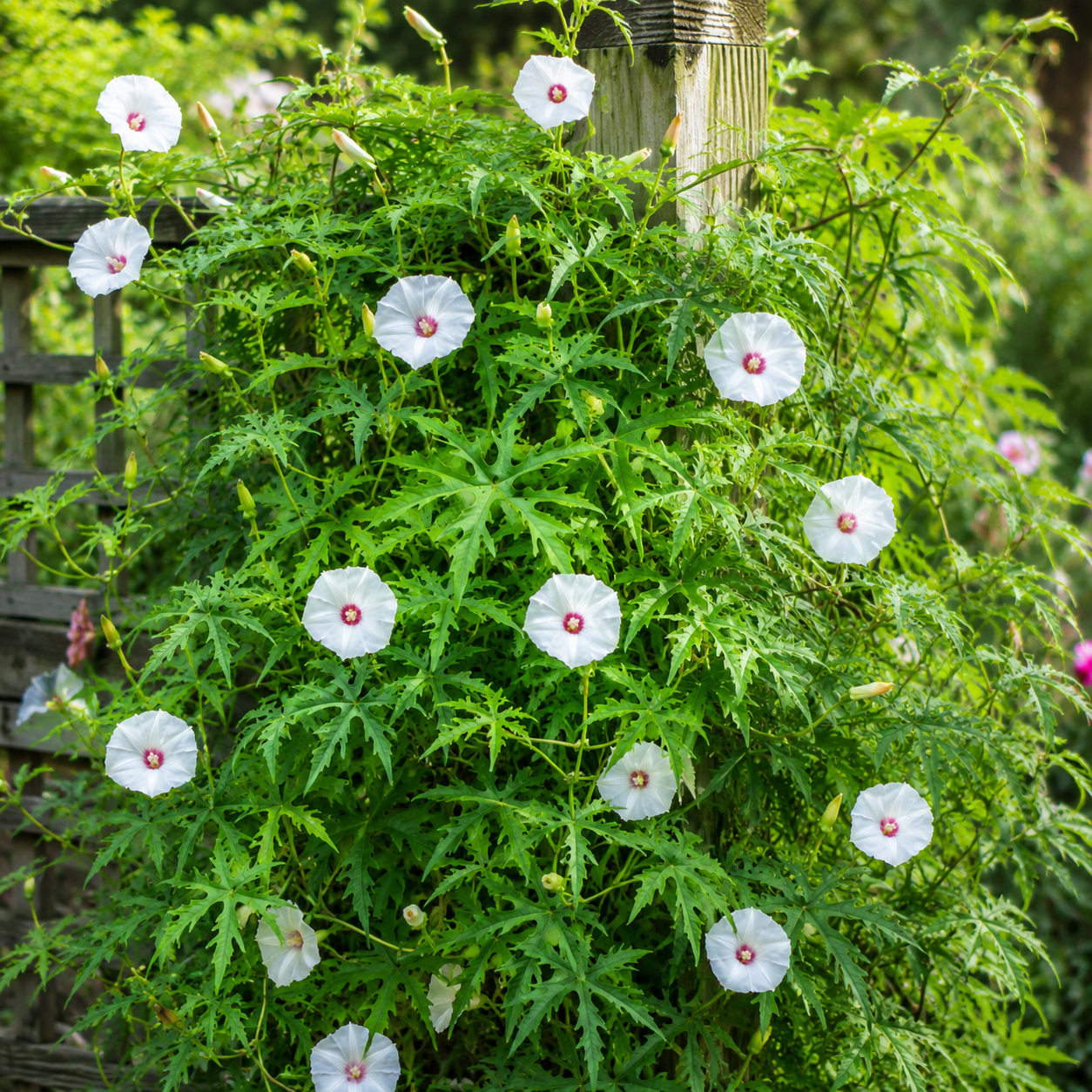 Alamo Vine Seeds