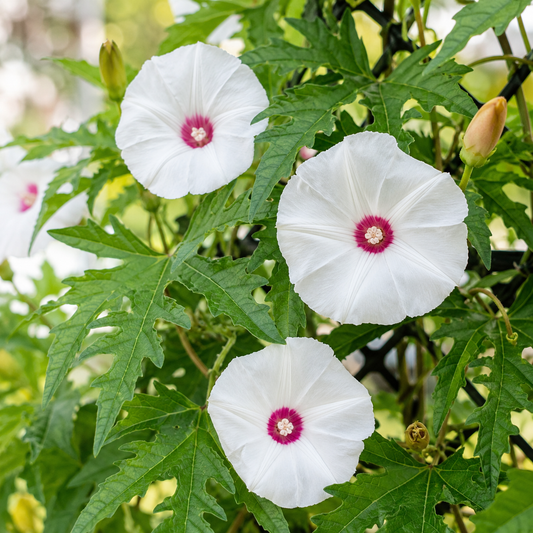 Alamo Vine Seeds