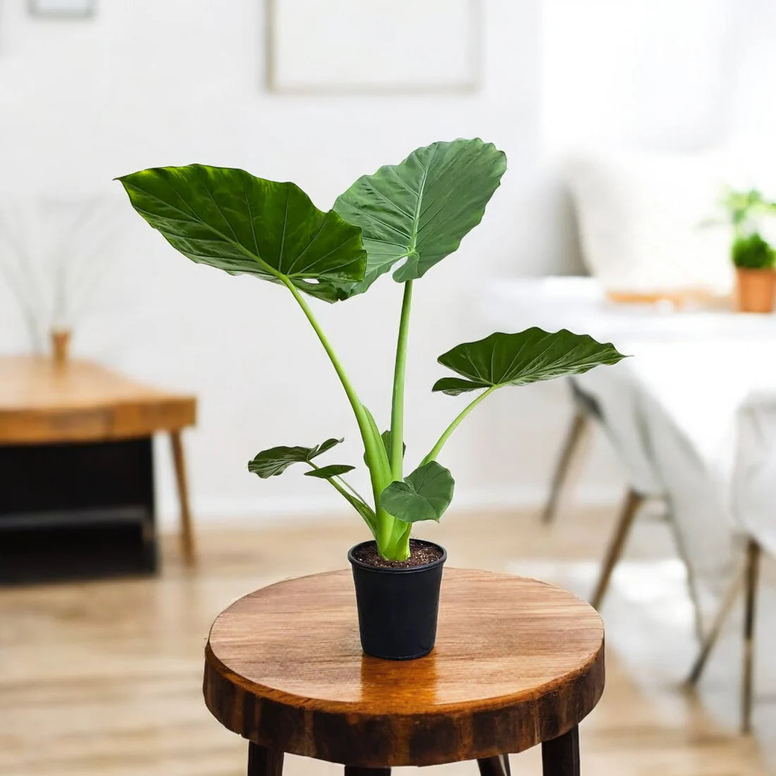 Alocasia Bulbs - GREEN (Elephant Ear)