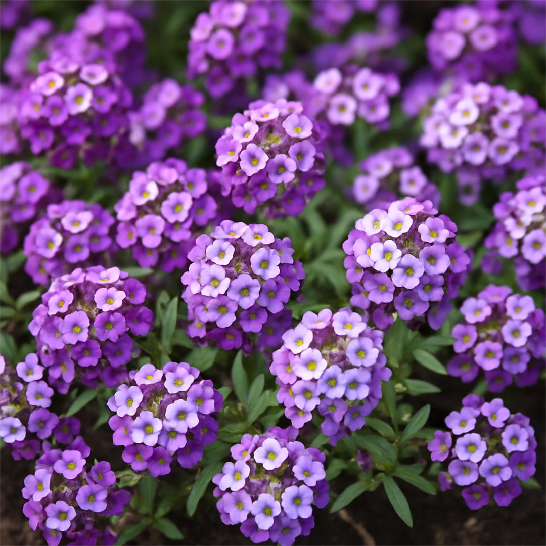 Alyssum_Saxatile_Violet_Queen_GREEN_GARDENS_6