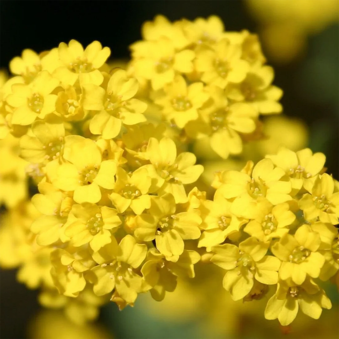 Alyssum Seeds - Yellow (WINTER)