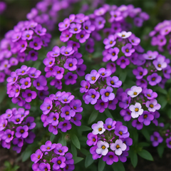 Alyssum Violet Queen Lobularia maritima with dense violet-purple flowers – winter flower seeds for pots borders edging and grow bags in Pakistan