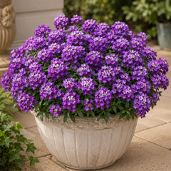Full Alyssum Violet Queen plant covered with purple flowers in a garden planter