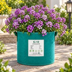Alyssum Violet Queen Lobularia maritima with dense violet-purple flowers – winter flower seeds for pots borders edging and grow bags in Pakistan