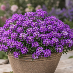 Alyssum Violet Queen purple flowers in full bloom – winter flower seeds Pakistan