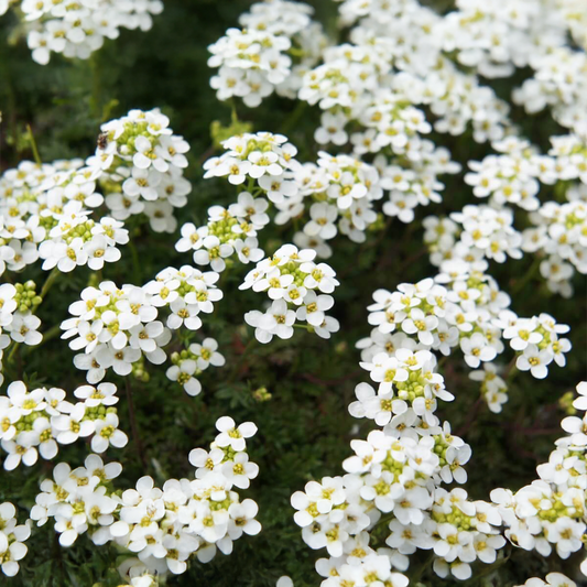 Alyssum Seeds - White (WINTER)