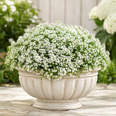Alyssum White Lobularia maritima with dense fragrant pure white flowers – winter flower seeds for pots borders edging and grow bags in Pakistan