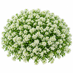 Alyssum White Lobularia maritima with dense fragrant pure white flowers – winter flower seeds for pots borders edging and grow bags in Pakistan