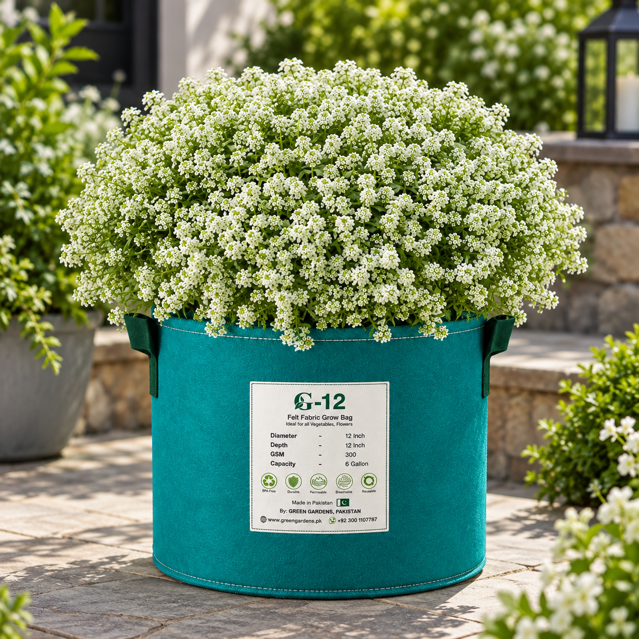 Alyssum White Lobularia maritima with dense fragrant pure white flowers – winter flower seeds for pots borders edging and grow bags in Pakistan