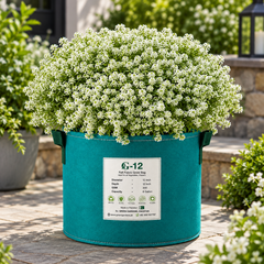 Alyssum White Lobularia maritima with dense fragrant pure white flowers – winter flower seeds for pots borders edging and grow bags in Pakistan