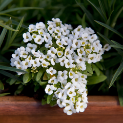 Alyssum White Green Garden