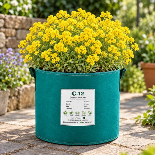 Yellow Alyssum flowers in full bloom forming a compact bright-yellow flowering carpet – winter flower seeds for pots, borders and rock gardens in Pakistan